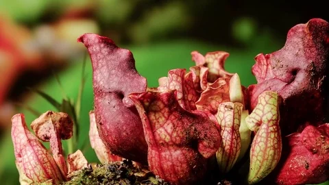 4K Sarracenia Timelapse  스톡 동영상 78702880