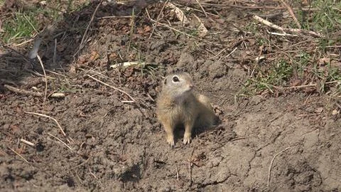 4K Scared gopher looking for food by day Stock Photos