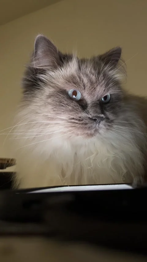 4K scary up light on Ragdoll cat Stock Footage 263936111