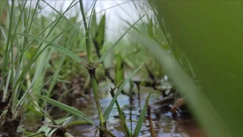 4k scene 1st view small creek adventure Head towards the headwaters 스톡 동영상 222570467