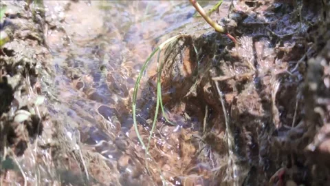 4k scene 1st view small creek adventure Head towards the headwaters 스톡 동영상 222570472