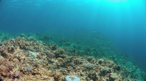 4K - School of Barracudas on a coral reef Stock Footage
