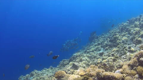 4k School of Black Snapper on a coral reef Vídeo Stock 51585144