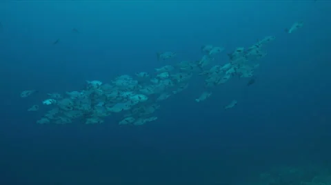 4k School of Black Snapper on a coral reef Stock Footage 67265679