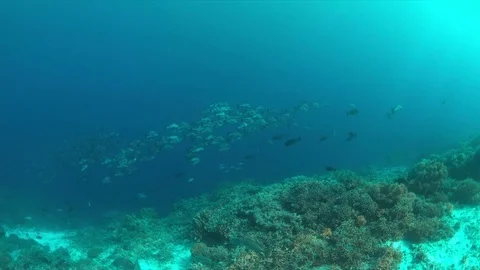 4k School of Black Snapper on a coral reef Stock Footage 72686744