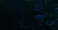 4K School of fish 02 Underwater Ocean 4k or 4k+ Resolution
