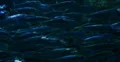 4K School of fish 03 Underwater Ocean 4k or 4k+ Resolution