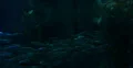 4K School of fish 04 Underwater Ocean 4k or 4k+ Resolution