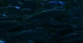 4K School of fish 05 Underwater Ocean 4k or 4k+ Resolution