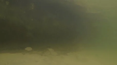 4K School of fish eating another fish 스톡 동영상 39383257