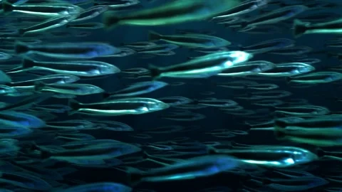 4K – School of fish in a seamless loop background Video stock 107677498