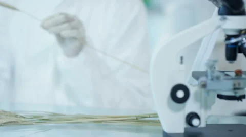 4K Scientific researcher in laboratory analyzing plant sample Stock Footage 67739343