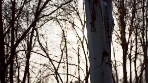 4K screen shot of winter white birch with blitch of sun Stock-Footage 96528176