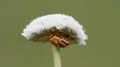 4K Scriptured Leaf Beetle (Pachybrachis sp.) Under Pineland Bogbutton 4k or 4k+ Resolution