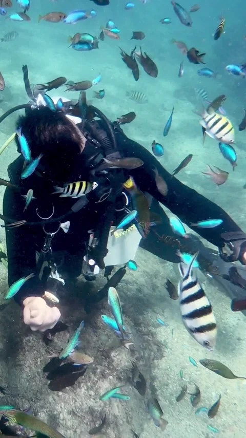 4K, Scuba diver diving on tropical ocean reef . Man feed the colorful fish. Stock Footage 314397971