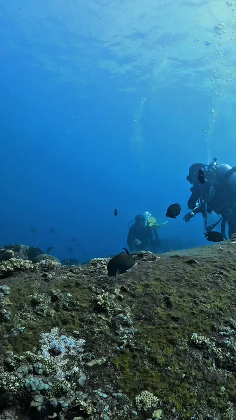 4K Scuba Divers Exploring Coral Reef Underwater Indonesia Stock Footage 338238386