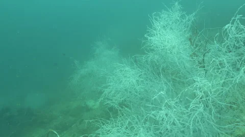 4K Scuba diving passed Black Corals (Antipatharia) off Raja Ampat, Indonesia 動画素材 307612609