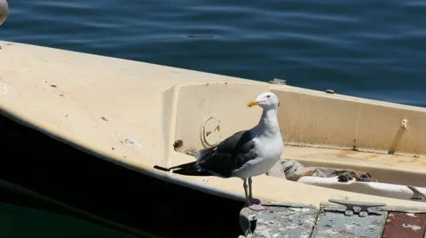 4K Sea Gull Walking on a Dock Stock Footage 41205945