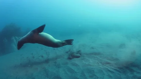4k Sea Lion Playing Chasing Own Tail Stock Footage 117541320