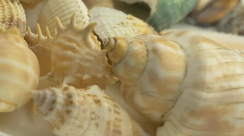 4K Sea Shells Collection Vídeo Stock 39123671