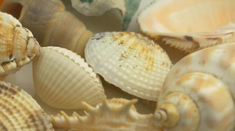 4K Sea Shells Rotating Vídeo Stock 39125446