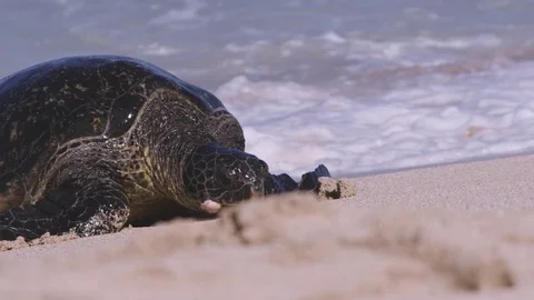 4K: Sea Turtle on beach coming in from Surf, Slow Motion and Detailed. Stock Footage 73012762