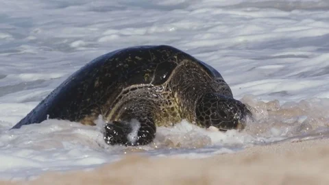 4K: Sea Turtle On Beach with Wave Slapshing in Slow Motion/Nature/Nat Geo Stock Footage 72994762