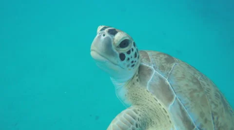 4K sea turtle Vídeo Stock 50046067