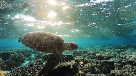 4K Sea Turtle Swimming Through Tropical Coral Reef Environment Video stock 332157455