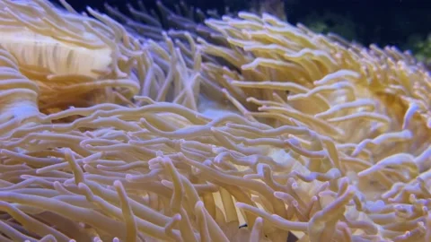 4K Seagrasses and algae view is closed up Stock Footage 237256054