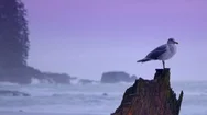 4K Seagull Animal Bird Stands On Log, Nature West Coast Beach Storm Stock Footage