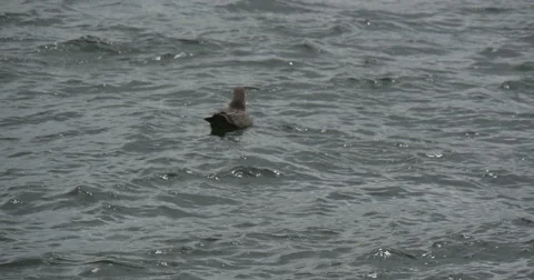 4K, Seagull catch a big fish Stockbeeldmateriaal 54665039