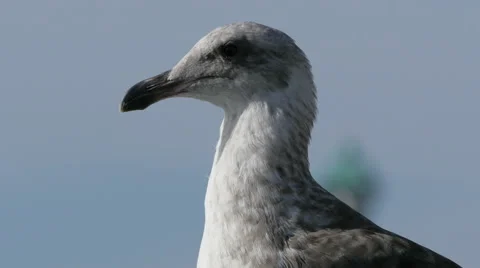 4K Seagull Up Close Stock Footage 40689629