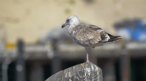 4K Seagull grooming itself while perched on a pier Stock Footage 40104795