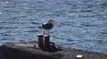 4k Seagull relaxing in fishing village Madeira 4k or 4k+ Resolution