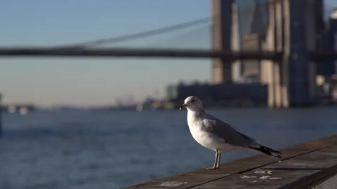 4k seagull by the river Stock Footage 297377786