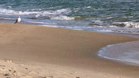 4K Seagull Sitting on Sandy Beach Near Ocean Waves Vídeos de archivo 327793312