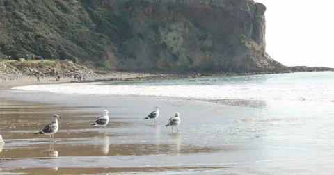 4K Seagull takes flight at Abalone Cove Shoreline Park Stock Footage 46031586