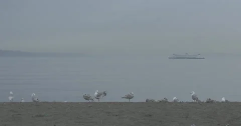 4k Seagulls and Ship Video stock 40274077