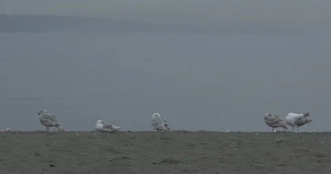 4k Seagulls on Beach Stock Footage 40274088