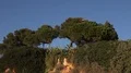 4k Seagulls flying over pines hill at Avor blue sky - Portugal 4k or 4k+ Resolution