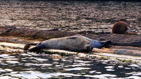 4K Seal Mammals Basking in Sun, Resting Sea Wildlife on Logs, Pacific Nature Stock Footage 78938280