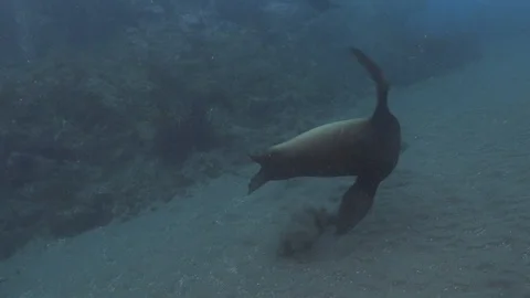 4k Sealion Swimming Fast Underwater Stock Footage