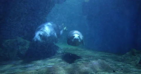 4K - Seals underwater Video stock 230012107