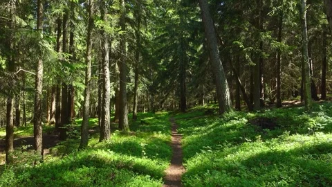 4k seamless loop (1 min) of forest path with sunlight piercing through spruce Stock Footage 348153164