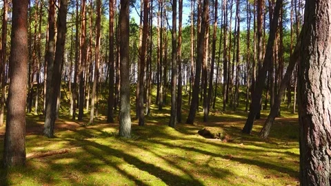 4k seamless loop (1 min) of enchanting play of sunlight and shifting shadows  Stock Footage 348153372