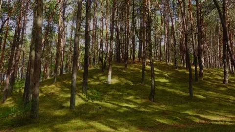 4k seamless loop (1 min) of enchanting play of sunlight and shifting shadows  Stock Footage 348153407