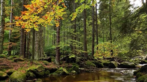 4k seamless loop footage of a calm forest river stream flowing through autumn Stock Footage 341861721