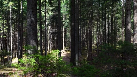 4k seamless loop footage of a dense pine forest with sunlight beaming through Stock Footage 341861752