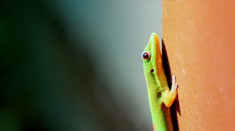 4K Seamless Loop Macro Close Up Shot of Gecko Reptile, Natural Sunlight Flicker Stock Footage 61958803